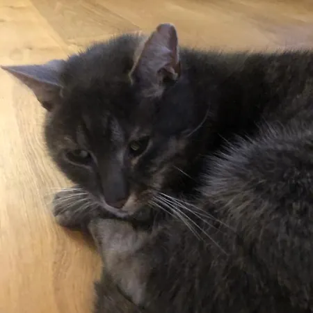 Lindegaardapartment - Woods And Sea * Hejls