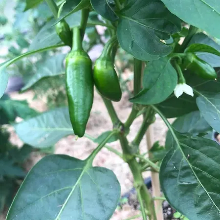 Апартаменты Lindegaardapartment - Woods And Sea Hejls