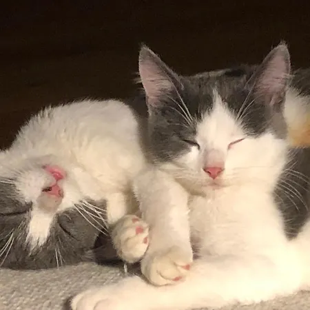 Lindegaardapartment - Woods And Sea