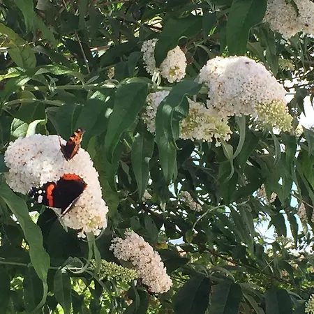 Апартаменты Lindegaardapartment - Woods And Sea