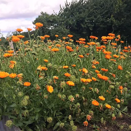 Lindegaardapartment - Woods And Sea Апартаменты