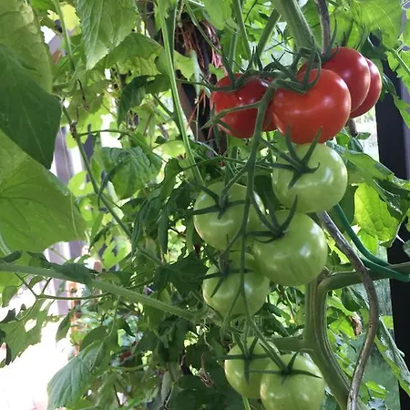 Lindegaardapartment - Woods And Sea Апартаменты Hejls