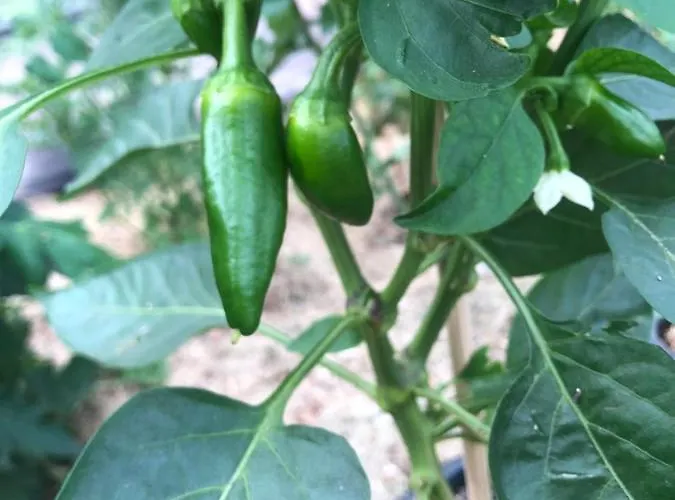 Lägenhet Lindegaardapartment - Woods And Sea Hejls