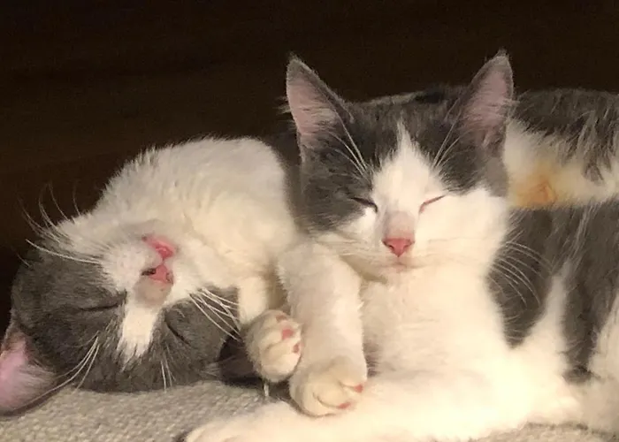 Lindegaardapartment - Woods And Sea