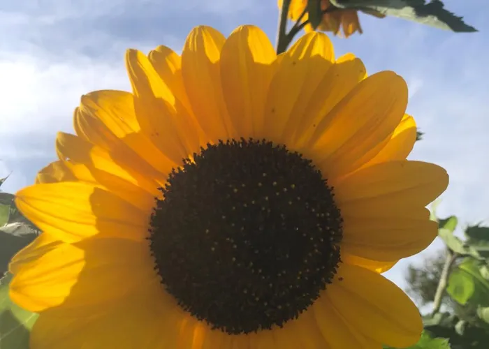 Lindegaardapartment - Woods And Sea