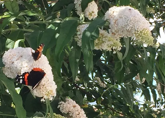 Lägenhet Lindegaardapartment - Woods And Sea