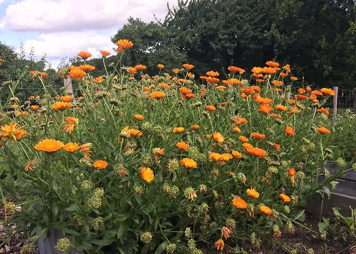 Lindegaardapartment - Woods And Sea Lägenhet