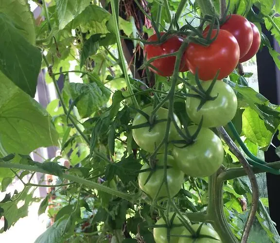 Lindegaardapartment - Woods And Sea Lägenhet Hejls